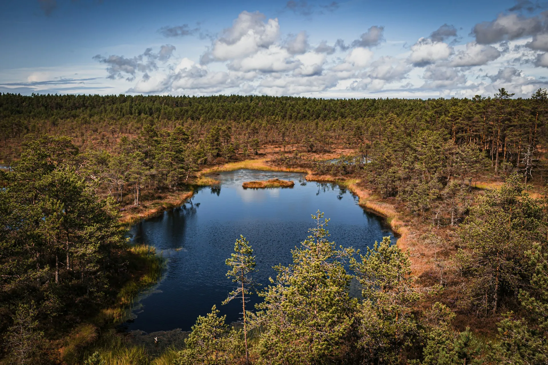 Viru Bog boardwalk winding through Lahemaa National Park in Estonia